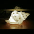 Conch Shell Night Lights USB Powered LED Night Light Sea Shell Lamps