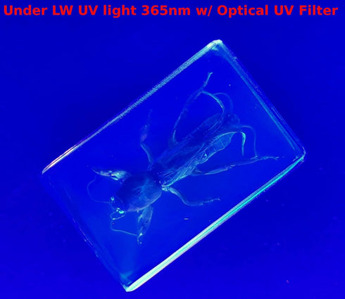 44mm Real Mole Cricket in Crystal Clear Lucite Resin, Preserved Specimen for Biology Science Education
