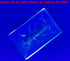 44mm Real Mole Cricket in Crystal Clear Lucite Resin, Preserved Specimen for Biology Science Education