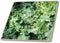 3dRose Kale for Sale at a Farmers Market, Charleston, South Carolina. USA