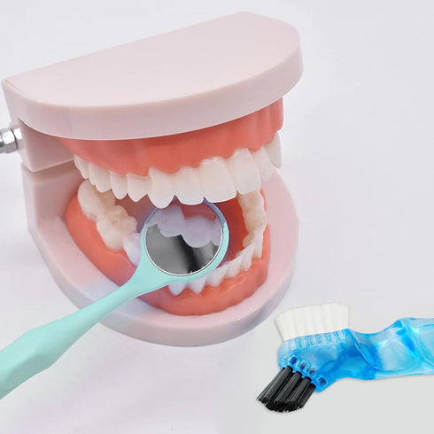 Dental Teeth Model with Denture Toothbrush, Standard Teeth Model Brushing Tooth, Denture Mouth Model Demonstration