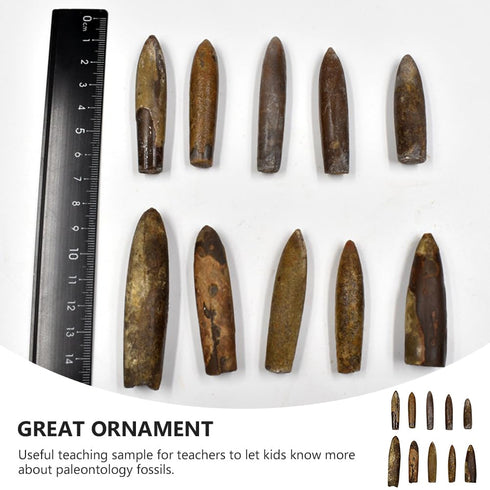 10pcs Paleontology Belemnite Specimen Science Ornament for Laboratory Supply