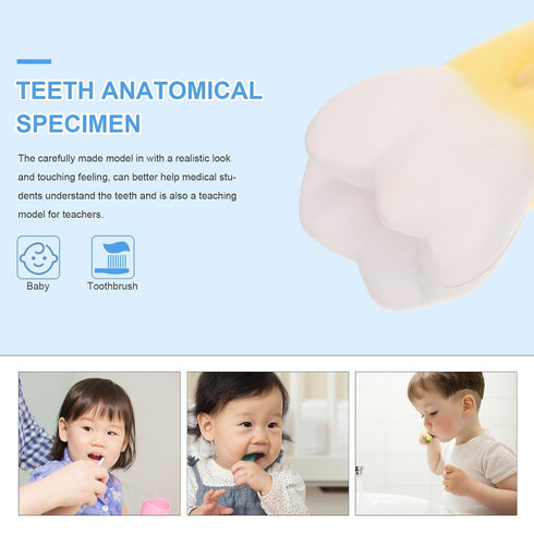 UPKOCH Molar Teeth Model for Dentist Simulation PVC Anatomical Tooth Specimen Oral Health Display Model for Teaching