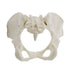 MonMed Life-Size Female Pelvis Anatomy Model