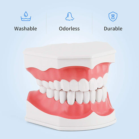 Annhua Large Dental Teeth Model with Denture Toothbrush, 2 Times Brushing Teaching Tools for Kids, Dental Students