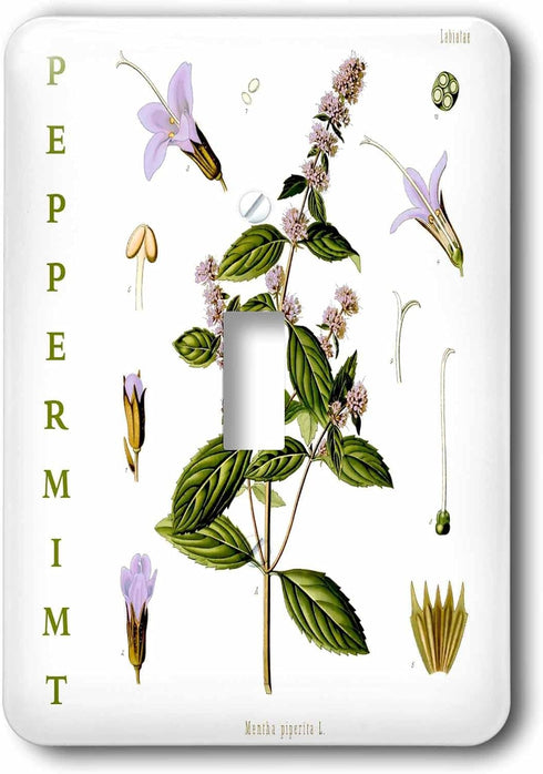 3dRose Peppermint Herb Kitchen Art - Herbal Medicinal Plants Botanical Print single