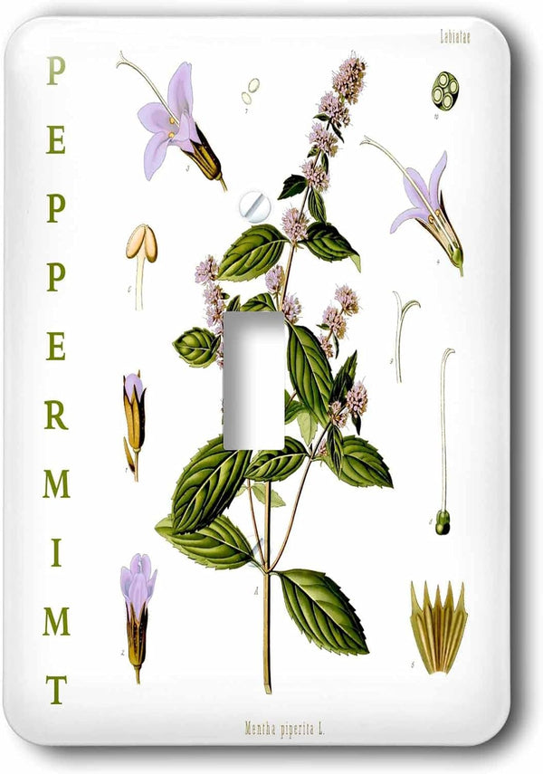 3dRose Peppermint Herb Kitchen Art - Herbal Medicinal Plants Botanical Print single