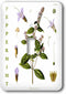 3dRose Peppermint Herb Kitchen Art - Herbal Medicinal Plants Botanical Print single