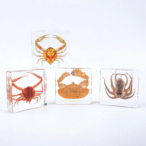 Aolowewin (3.0x3.0x0.8-inch) Taxidermy Crabs, Real Oceans Animals Specimen in Resin Preserved, Clear for Closer-Look