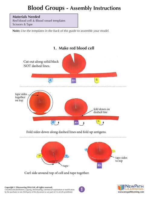 3D (24-7781) NewPath Blood Groups Paper Model Making Kit - Individual Student Edition