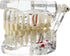 Dental Oral Typodont Model, Implant Pathological Removable Teaching Demo, Standard Size (Clear)