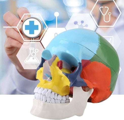 Walfront Human Skull Model, Anatomical Replica with Identification Card, Life Sized