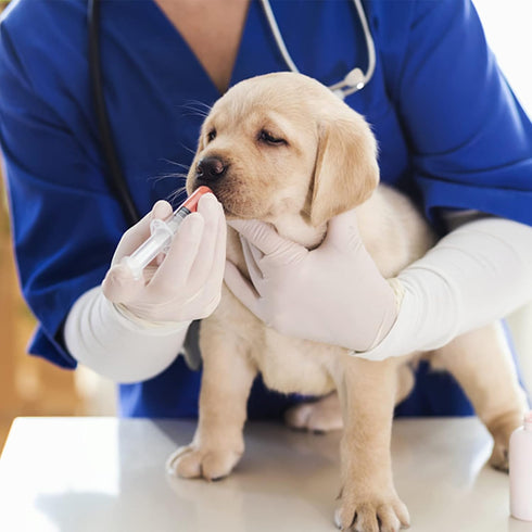 20 Pack of 20ml Plastic Syringes, Sterile Catheter Tip with Tip Cap Adapter for Scientific Labs