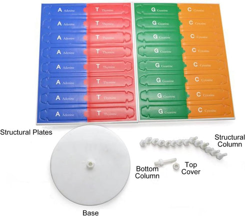 Human DNA Model, Colorful Double Spiral Assemble Model, Educational Teaching Kit for Biological Science