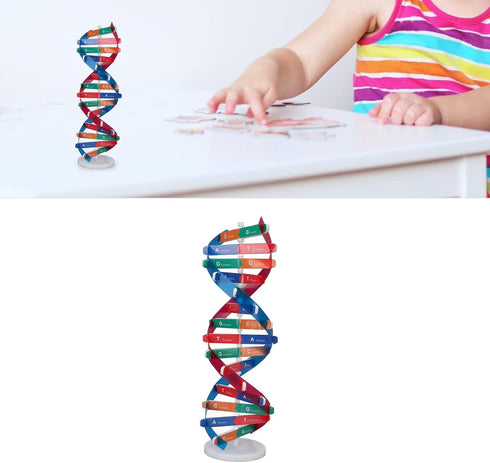 Human DNA Model Colorful Double Spiral Assemble Model Science Educational Teaching Biological Science Instrument Teaching Kit