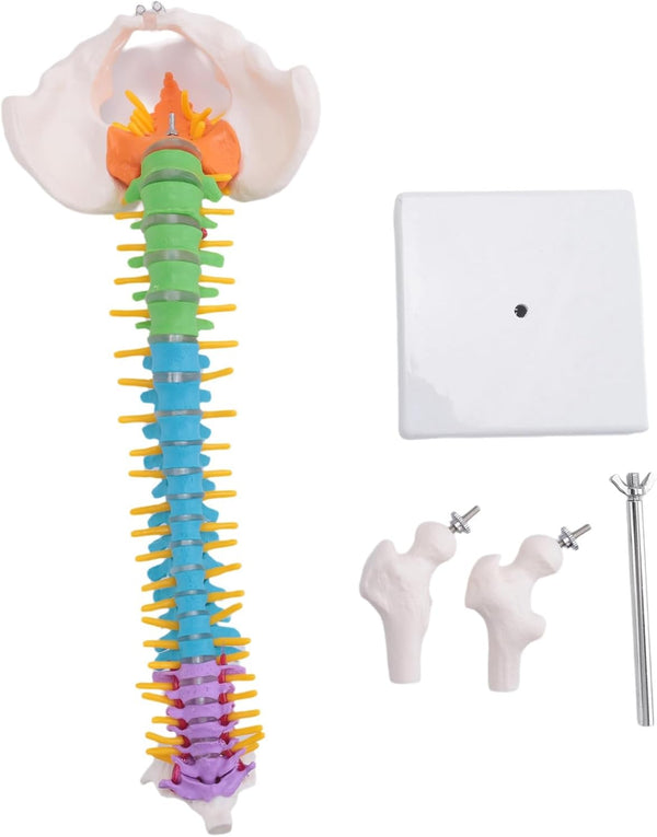 Luejnbogty 45Cm with Pelvic Human Anatomical Anatomy Spine Spinal Column Model Teaching Resources