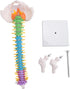 Luejnbogty 45Cm with Pelvic Human Anatomical Anatomy Spine Spinal Column Model Teaching Resources