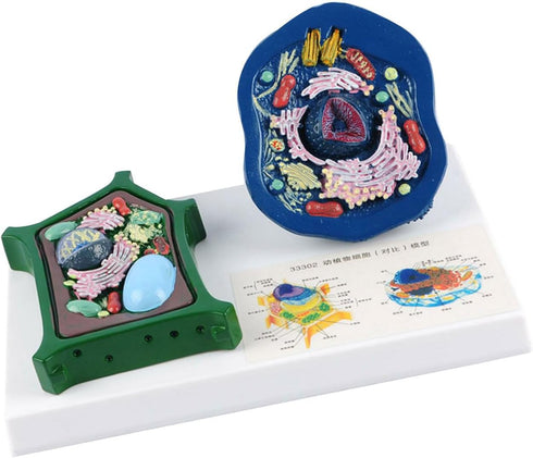 EMASDGEY Anatomical Animal Plant Cell Model with Detacheable Parts Biology Classroom Teaching Animal and Plant for Lab