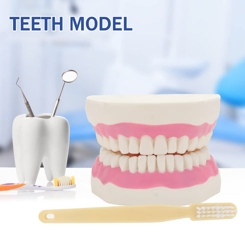 6 Giant Teeth Dental Demonstration Model with Toothbrush, Enlarged Times Standard Size Mouth Model, Denture Teaching