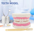 6 Giant Teeth Dental Demonstration Model with Toothbrush, Enlarged Times Standard Size Mouth Model, Denture Teaching