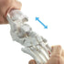EVOTECH SCIENTIFIC Human Foot And Ankle Model, Life Size Medical Anatomy Foot Skeleton Model W/ Tibia Fibula, Right
