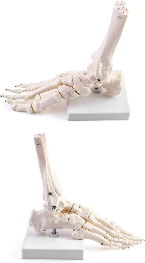 QWORK Human Foot Skeleton Model, Life Size Anatomy Foot and Ankle Model, Right, Fully Articulated, for Education Study