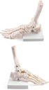 QWORK Human Foot Skeleton Model, Life Size Anatomy Foot and Ankle Model, Right, Fully Articulated, for Education Study