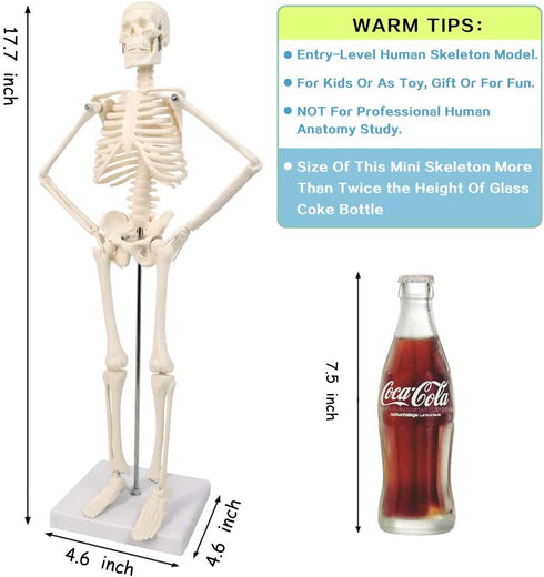 17.7 NEW HORIZON Human Skeleton Model for Anatomy,Movable Arms Legs Bones Structures,Whole Spine Ribs Skeleton