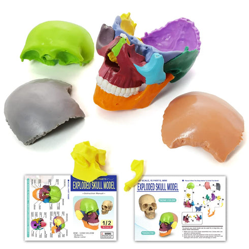 15-Parts HADWYN Puzzle Anatomy Skull Model,Colorful Medical Brain Model,Human Anatomy Exploded Skull Detachable Medical