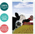 Tree-Free Greetings EcoNotes 12 Count Cow Photobomb All Occasion Notecard Set with Envelopes