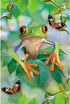 Tree-Free Greetings EcoNotes 12 Count Frog Framed All Occasion Notecard Set with Envelopes, 4 x 6 Inches