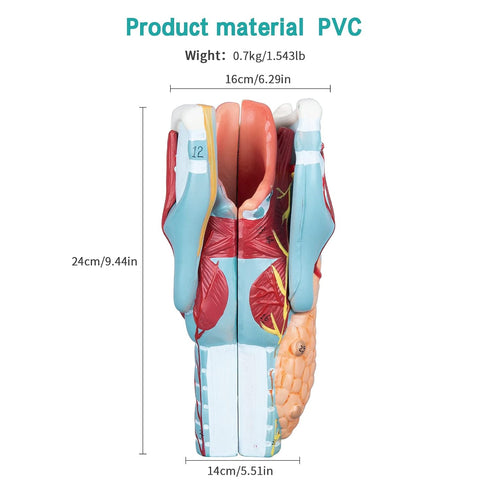 2X Detailed Human Throat Model - Perfect for Science Education