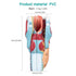 2X Detailed Human Throat Model - Perfect for Science Education