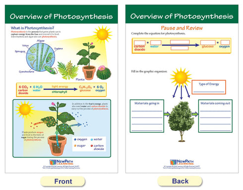 NewPath Learning Photosynthesis & Respiration Bulletin Board Charts, Set of 6 - Laminated, Double-Sided, 12" x 18"