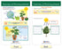 NewPath Learning Photosynthesis & Respiration Bulletin Board Charts, Set of 6 - Laminated, Double-Sided, 12" x 18"