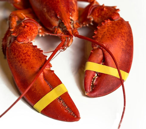 AirFly 1" 0.5" Crab and Lobster Claw Bands - Size x - FDA-Compliant Silicone - Cook Safe, Non-Latex, Non-Toxic - Fits