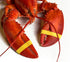 AirFly 1" 0.5" Crab and Lobster Claw Bands - Size x - FDA-Compliant Silicone - Cook Safe, Non-Latex, Non-Toxic - Fits
