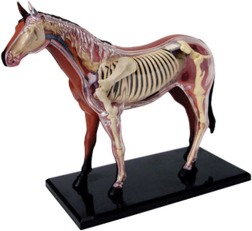 NEXAVKPR Realistic Horse Organ Model Medical Teaching Toy, Horse Anatomy with Detachable Organs