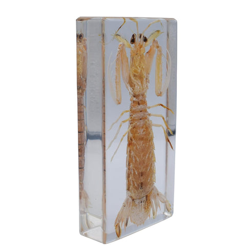 Cherish XT Taxidermy Mantis Shrimp, Real Mantis Shrimp Specimens Animal Specimen in Resin for Science Classroom Science
