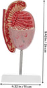 Anatomical Model of Male Reproductive System Enlarged Model for Medical Study and Biology Teaching for Educational