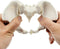 Pelvis Model - Flexible Female Pelvis Anatomy Model Human Skeleton Model 1:2