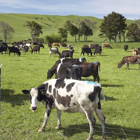 3dRose animal-AU02 DWA6057 6 Inch New Zealand, North Island, Dairy Cows, Farm - David Wall Ceramic Tile