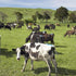 3dRose animal-AU02 DWA6057 6 Inch New Zealand, North Island, Dairy Cows, Farm - David Wall Ceramic Tile