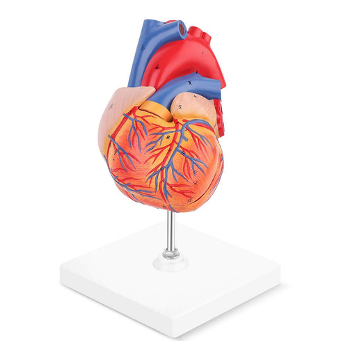 2-Part 48 LYOU Human Heart Model, Life Size Anatomically Accurate Numbered Heart Medical Model Shows Anatomical