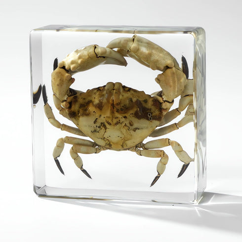 Aolowewin (3.0x3.0x0.8-inch) Taxidermy Crabs, Real Oceans Animals Specimen in Resin Preserved, Clear for Closer-Look