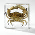 Aolowewin (3.0x3.0x0.8-inch) Taxidermy Crabs, Real Oceans Animals Specimen in Resin Preserved, Clear for Closer-Look