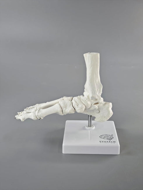 EVOTECH SCIENTIFIC Human Foot And Ankle Model, Life Size Medical Anatomy Foot Skeleton Model W/ Tibia Fibula, Right