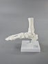 EVOTECH SCIENTIFIC Human Foot And Ankle Model, Life Size Medical Anatomy Foot Skeleton Model W/ Tibia Fibula, Right