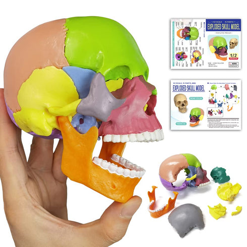 HADWYN 15-Parts Puzzle Anatomy Skull Model,Colorful Medical Brain Model,Human Anatomy Exploded Skull