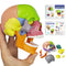 HADWYN 15-Parts Puzzle Anatomy Skull Model,Colorful Medical Brain Model,Human Anatomy Exploded Skull